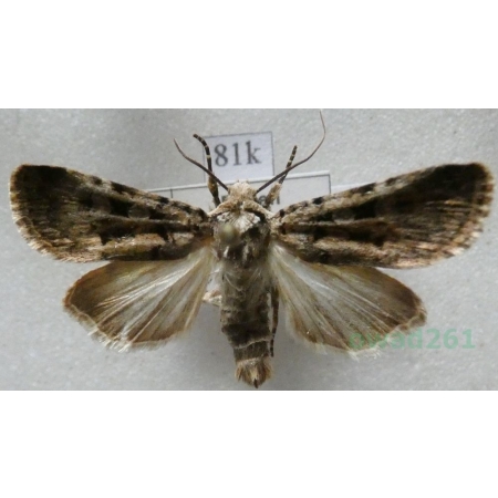 Chersotis multangula dissoluta Staudinger, 1900 Deutschland81k